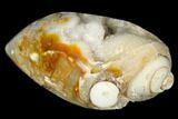 Chalcedony Replaced Gastropod With Sparkly Quartz - India #188020-1